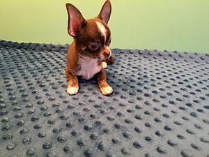 CHIHUAHUA (6 foto no 7)