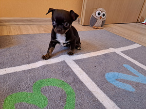 CHIHUAHUA (7 foto no 7)
