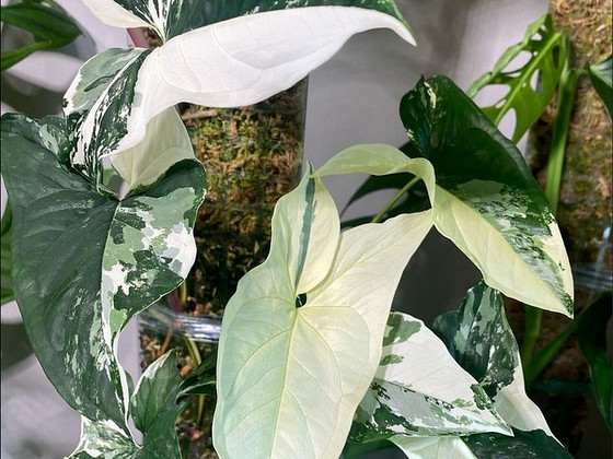 Süngoonium Syngonium Albo Variegata Sõrgköis lill taim