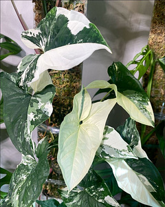 Süngoonium Syngonium Albo Variegata Sõrgköis lill taim (1 foto / 2)