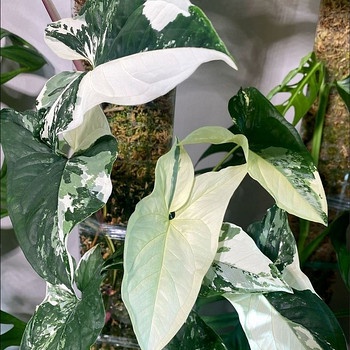 Süngoonium Syngonium Albo Variegata Sõrgköis lill taim