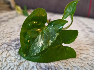Süngoonium Syngonium Albo Variegata Sõrgköis lill taim (2 foto / 2)