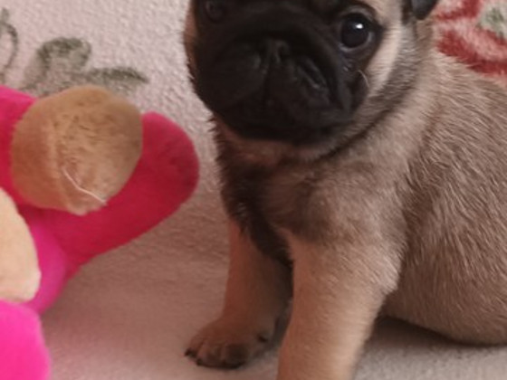 Mops