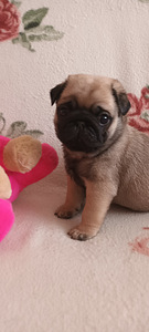 Mops (1 valokuva sivusta 3)