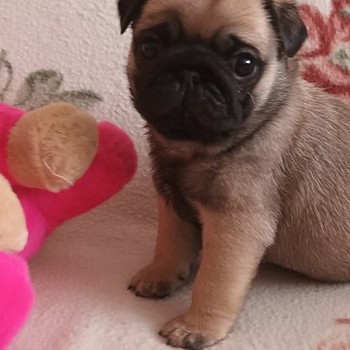 Mops