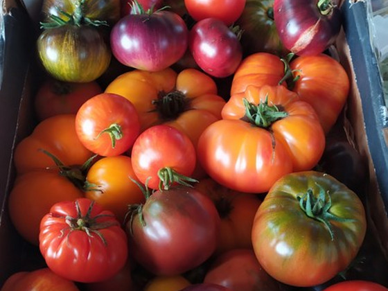 Sorti tomatite ja paprikate seemikud.