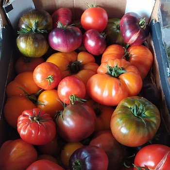 Sorti tomatite ja paprikate seemikud.