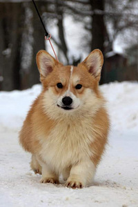 Welsh corgi Pembroke red fluffy&standard (5 foto / 7)