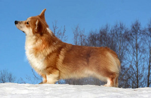 Welsh corgi Pembroke red fluffy&standard (4 foto / 7)