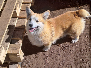 Welsh corgi Pembroke red fluffy&standard (7 foto / 7)