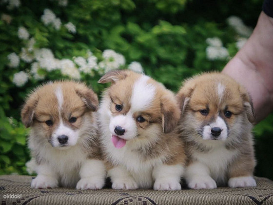 Welsh corgi pembrok red