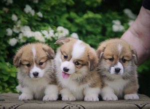 Welsh corgi Pembroke red fluffy&standard (1 foto / 7)