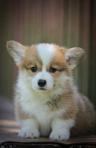Welsh corgi Pembroke red fluffy&standard (6 foto / 7)