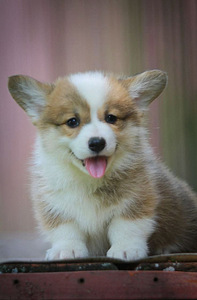 Welsh corgi Pembroke red fluffy&standard (3 foto / 7)