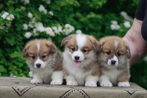 Welsh corgi Pembroke red fluffy&standard (2 foto / 7)