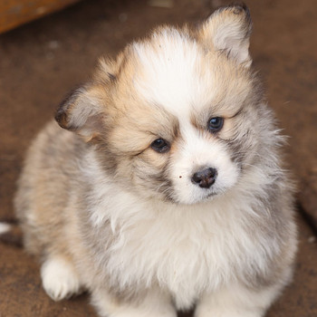 Welsh corgi Pembroke red fluffy&standard