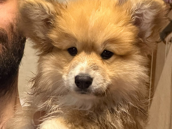 Welsh corgi Pembroke red fluffy&standard