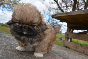 Pārdodu pekiniešu kucēnus (9 foto no 10)