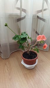 Kodu Lilled (1 foto / 4)