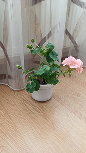 Kodu Lilled (2 foto / 4)