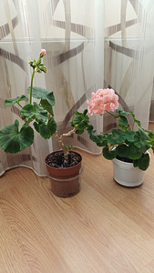 Kodu Lilled (3 foto / 4)