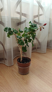 Kodu Lilled (4 foto / 4)