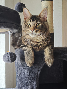 Tīršķirnes jauni Maine Coons ar ciltsrakstiem. (2 foto no 7)