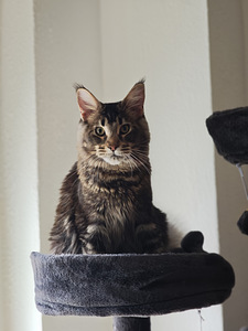 Tīršķirnes jauni Maine Coons ar ciltsrakstiem. (3 foto no 7)