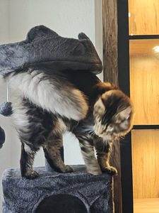 Tīršķirnes jauni Maine Coons ar ciltsrakstiem. (4 foto no 7)