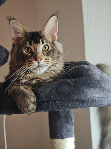 Tīršķirnes jauni Maine Coons ar ciltsrakstiem. (5 foto no 7)