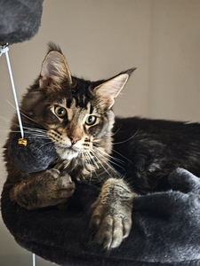 Tīršķirnes jauni Maine Coons ar ciltsrakstiem. (1 foto no 7)