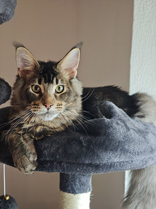Tīršķirnes jauni Maine Coons ar ciltsrakstiem. (6 foto no 7)
