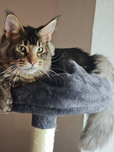 Tīršķirnes jauni Maine Coons ar ciltsrakstiem. (7 foto no 7)
