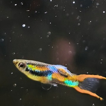 Endler guppi