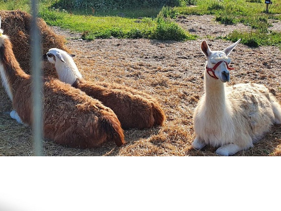 Laama