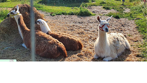 Laama (1 foto / 1)