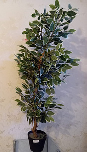 Kunstlik ficus (1 foto / 2)