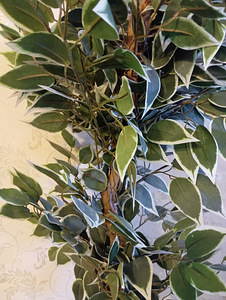 Kunstlik ficus (2 foto / 2)