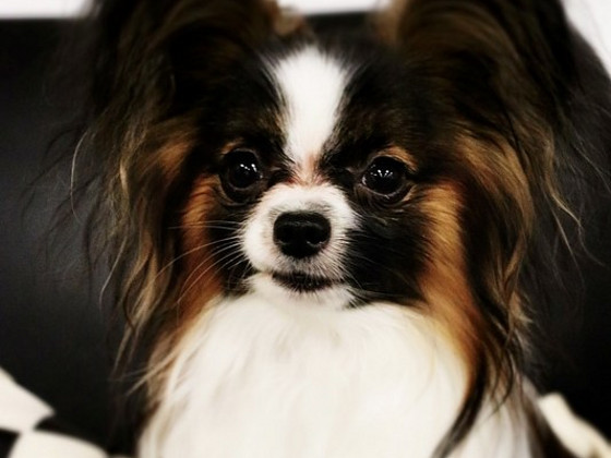 PAPILLON