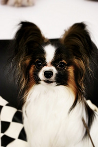 PAPILLON (1 foto / 3)
