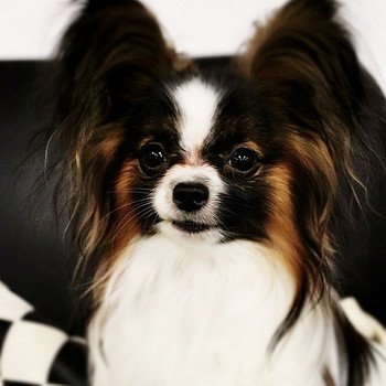 PAPILLON