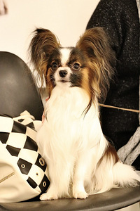 PAPILLON (2 foto / 3)