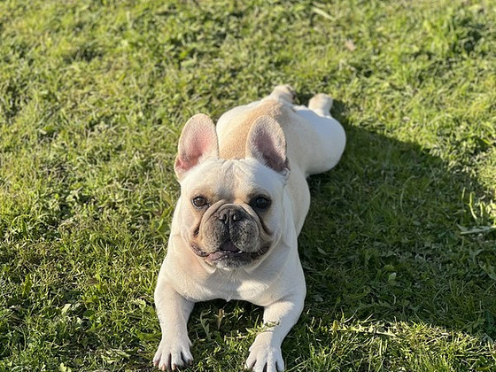 Prantsuse buldog otsib pruuti.