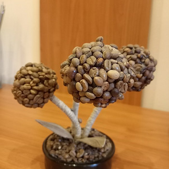 Кофейное дерево