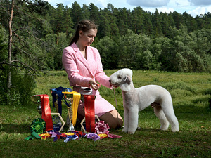 Bedlingtonterjeri (4 foto / 6)