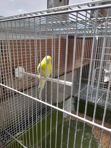 lind, papagoi, (2 foto / 2)