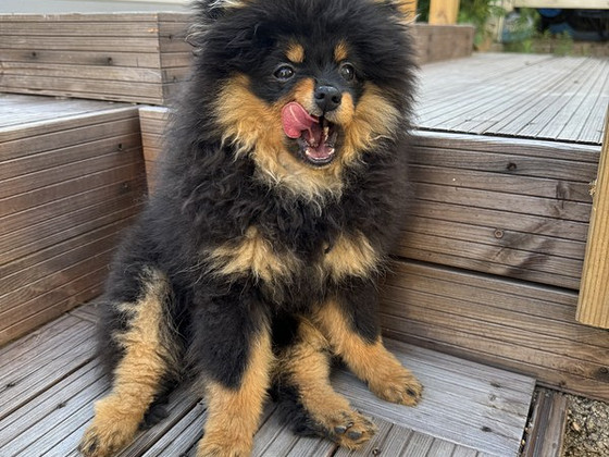 Pomeranian poika