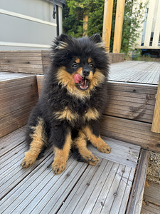 Pomeranian poika (1 valokuva sivusta 3)