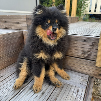 Pomeranian poika