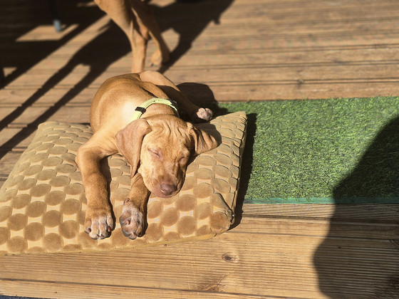 Ungari lühikarvaline vizsla